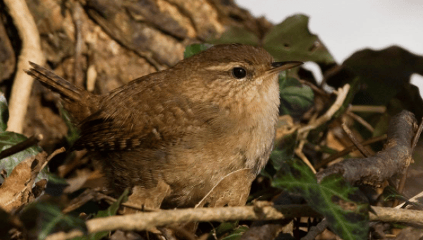 Zaunkönig - Quelle Birdlife