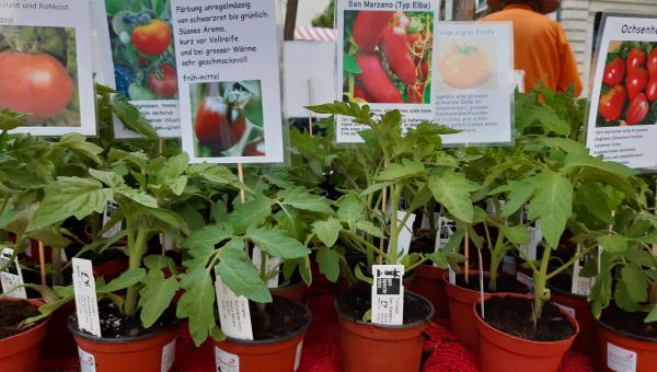 Tomatensetzlinge
