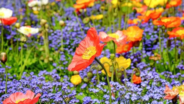 Wildblumen 