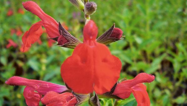 Maraschino Salbei