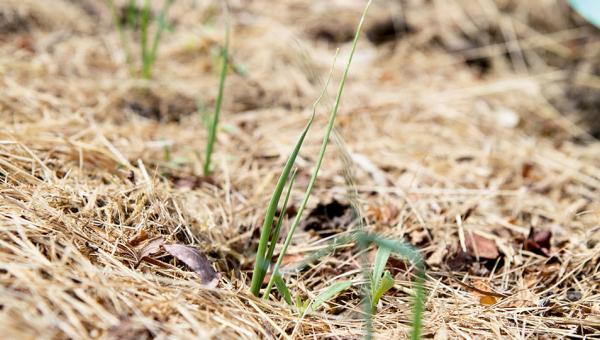 Jungpflanzen im Mulch