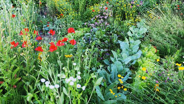 Gemüse und Blumen Bild Adobe Stock