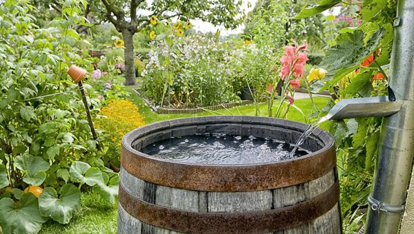 Regentonne im Garten Bild Adobe Stock