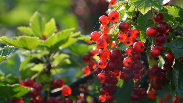 rote Johannisbeeren