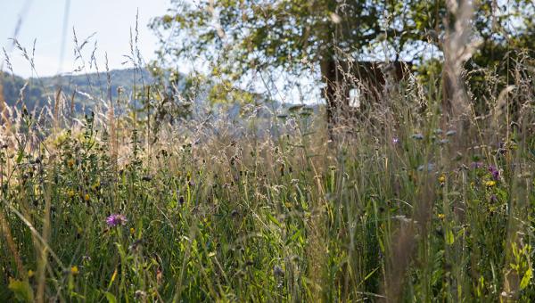  Blumenwiese Naturgarten Claudia Ebling Bild Katharina Nüesch.jpg 
