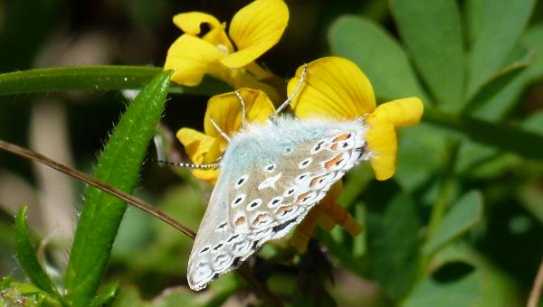 Schmetterling