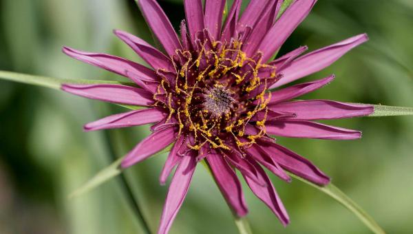 Haferwurzel Tragopogon Porrifolius Bild Erika Gussmann