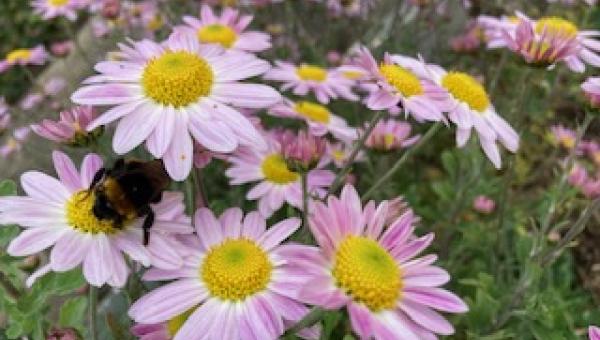 Insekten