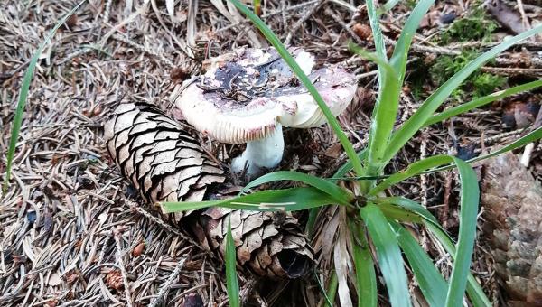 Pilz