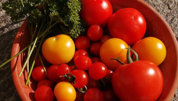 Tomaten