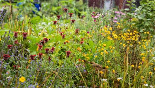 Wildblumen