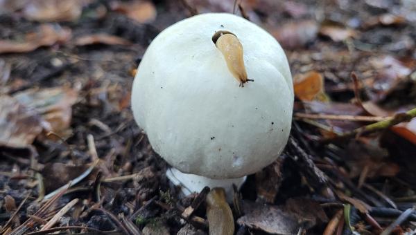Schnecke auf einem weissen Pilz.