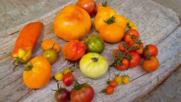 Tomatensorten in grosser Auswahl.