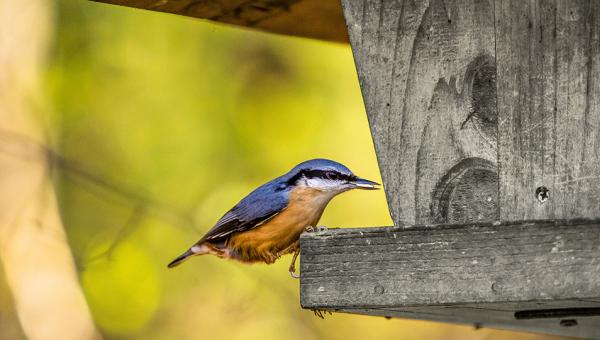 Vogel an Futterquelle, Bild Mauritius ZVG