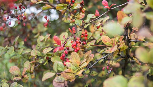 Herbstliche Berberitze