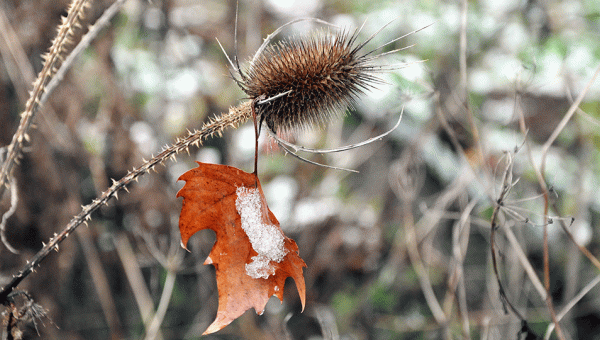 Saisonbild Dezember