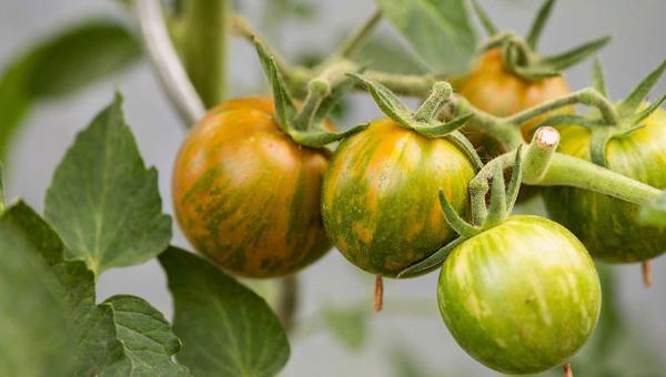 Green Zebra Cherry-Tomate