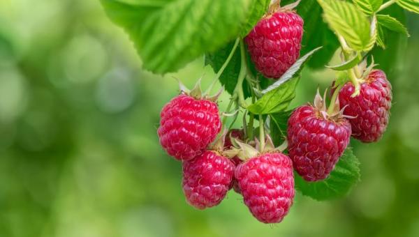 Beeren