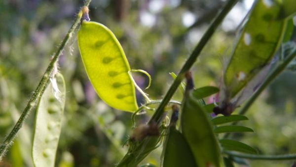 Biogarten