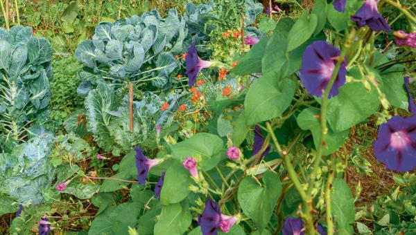 Gartenbeet mit Gemüse-Mischkultur