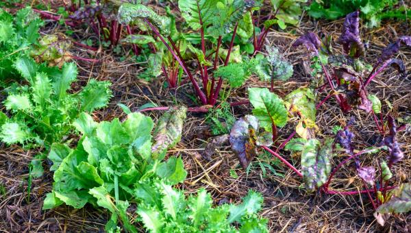 Gemüse in Mischkultur auf dem Gartenbeet.