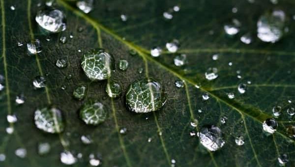 Wasser auf Blatt