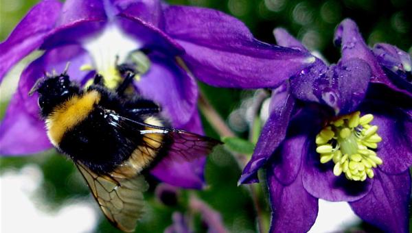 Hummel auf Akelei