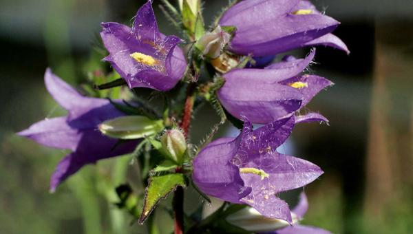Nesselblättrige Glockenblume, Bild Erika Gussmann
