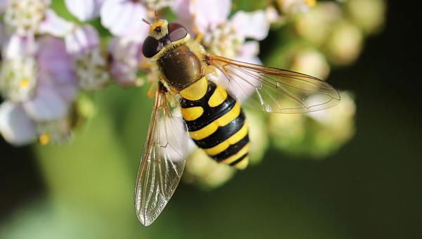 Schwebfliege