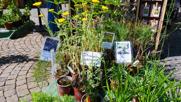 Bioterrastand am Bio-Marché_Bild Ihsan Sakar