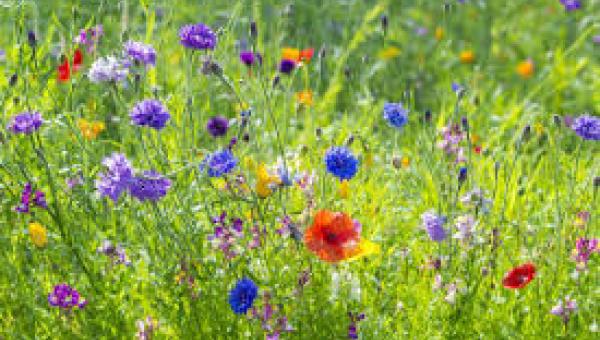 Wiese