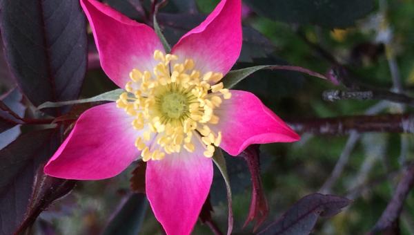 Zimt-Rose