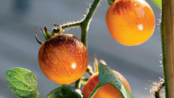 Gelbe Tomatensorte