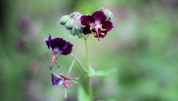 geranium phaeum_Bild Sonja Kalee Pixabay