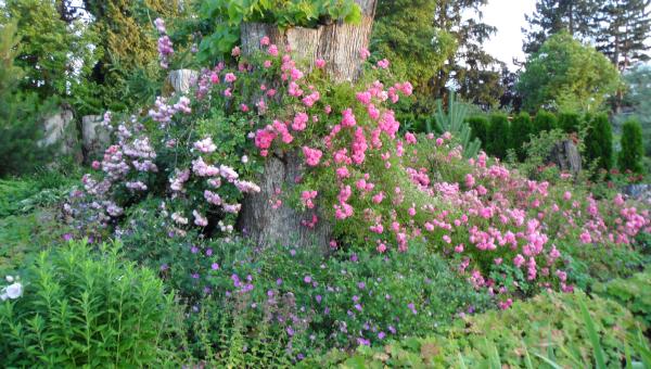 https://www.spechtgarten.ch/index.php/schaugarten/gartenbilder