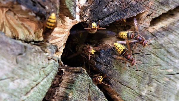Vespa Crabro, Bild Pixabay