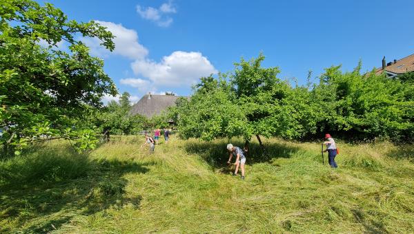 Kursteilnehmer am Mähen im Baumgarten des Dorfmuseums Kölliken