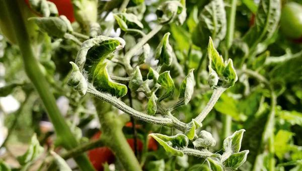 Jordanvirus bei Tomaten