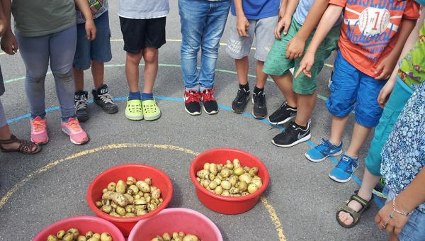 Schulgarten Kartoffelernte_Bild zvg
