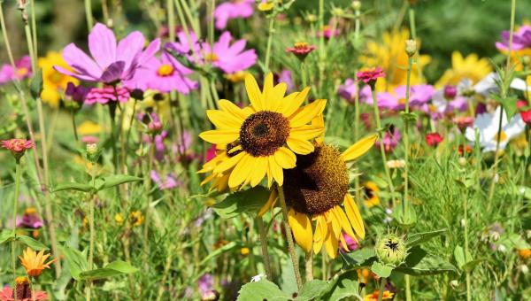 Gartenlust im Juli