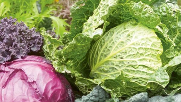 Unterschiedliche Kohlgewächse aus dem Gemüsegarten.