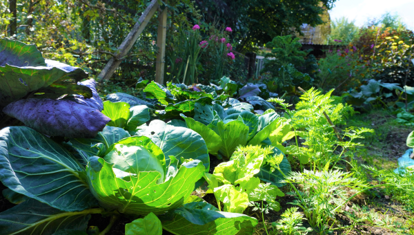 Bio Gartenjahr