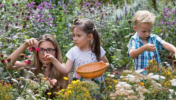 Gartenkinder beim Teeblüten pflücken_Bild Katharina Nüesch