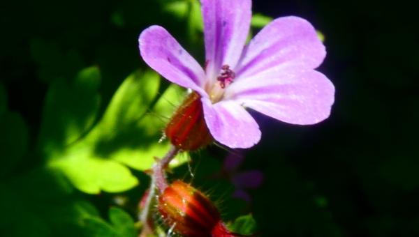 Stinkender Storchenschnabel / Geranium Robertianum