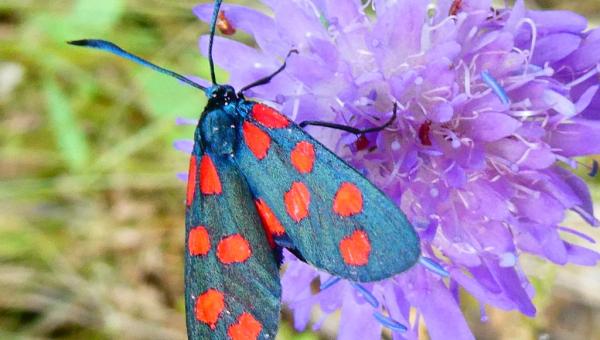 Rotwidderchen (Zygaena indet) auf Witwenblume