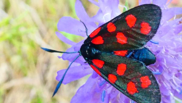 Rotwidderchen Zygaena indet auf Witwenblume