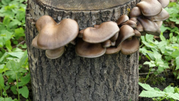 Pilz auf Stamm