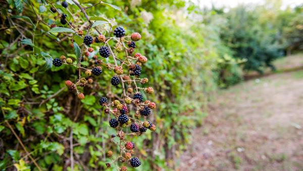 Ob Stachelbeere, Johannis-, Brom- oder Himbeere, der richtige Schnitt der Beerensträucher hat einen entscheidenden Einfluss auf den Ernteerfolg (https://hausinfo.ch/de/garten-balkon/garten-balkon-bepflanzen/baeume-straeucher-heckenpflanzen/beerenstraeucher-schneiden.html)