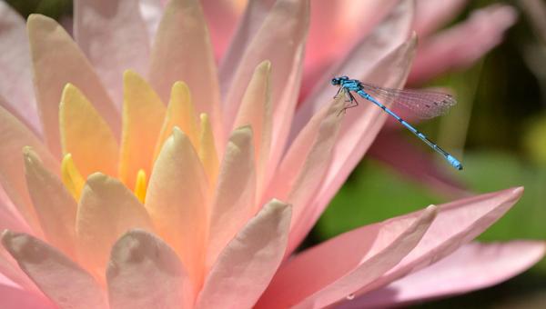 Libelle auf Seerose, Bild Caroline Martinez