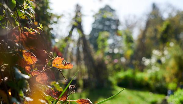 Gurtengärtli Herbststimmung, Bild Jereon Seyffert